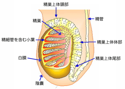 精巣の構造